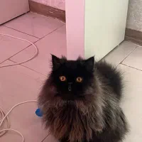 گربه پرشین اصیل نر|گربه|رشت, دیلمان|دیوار