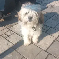 پاکوتای شش ماه