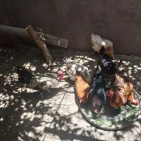 مرغ و خروس فروشی