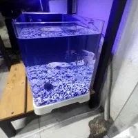 آکواریوم با تمام امکانات و ماهی