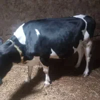 نر وماده و