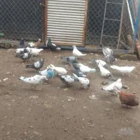 کبوتر پرازی|پرنده|رشت, جانبازان|دیوار