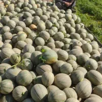 خربزه و هندوانه تازه‌چین با قیمت استثنایی|خدمات باغبانی و درختکاری|شوش, |دیوار