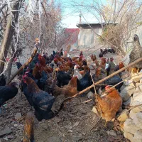 مرغ جوان تخم گذار|حیوانات مزرعه|کنگاور, |دیوار