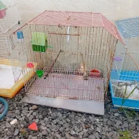 قفس پرنده|لوازم جانبی حیوانات|چمستان, |دیوار