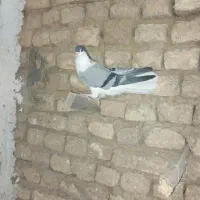 نرخوشرنگ جوان فروشی۴۰۰تومان