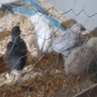 سلام مرغ محلی  با۱۲جوجه درخورموج هستم|حیوانات مزرعه|خورموج, |دیوار