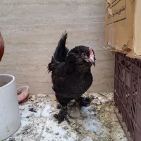 مرغ محلی تخم‌ گذار جوان|حیوانات مزرعه|قم, شهرک امام حسین|دیوار