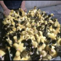 فروش جوجه یک روزه