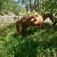 اسب مادیون کرد|حیوانات مزرعه|قم, پردیسان|دیوار