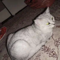 گربه بریتیش