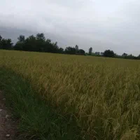 زمین-کشاورزی