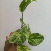 همه قلمه هاباهم فقط۱۰۰|حراج|مشهد, شهرک امام هادی (شهرک غرب)|دیوار