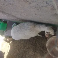 بره ماده