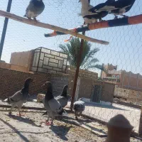 ۹تا مفلق همه نر میشن روی هم دونه ای ۲۰۰تومن