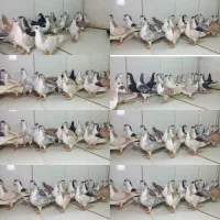 دسته ۲۷تایی ماده ساده پرشی