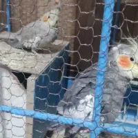 گرینچک.عروس هلندی.مرغ عشق.قفس