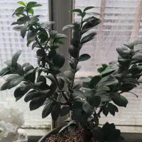 بنسای|گل و گیاه طبیعی|تهران, سلیمانی|دیوار