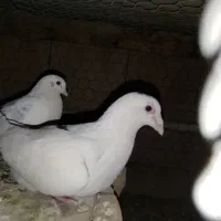 کبوتر