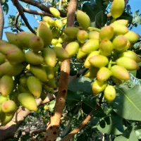 خرید پسته کال و خوشه
