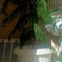 کاج مطبق بزرگ