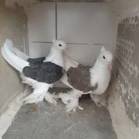 دوکت همدانی پاپر بلند
