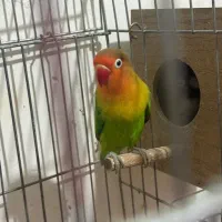 طوطی برزیلی جفت