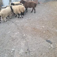 فروش‌‌بره‌نر‌