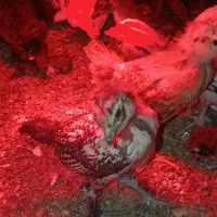 فروش جوجه یکماه مرندی