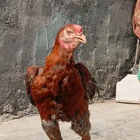 خروس لاری افغان اصل نوک طوطی|حیوانات مزرعه|بندرعباس, |دیوار