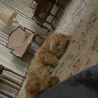 جفت گیری با گربه پرشین نر یک ساله کاملا سالم