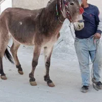 قاطر باری|حیوانات مزرعه|لاران, |دیوار