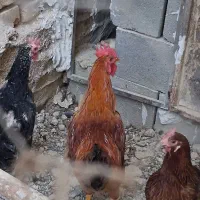 خروس|حیوانات مزرعه|شاهرود, |دیوار