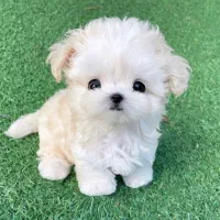 maltipo poodle maltese پودل مالتیزعروسکی اپارتمانی