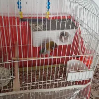 یک جفت کوتوله|پرنده|سبزوار, علمدار|دیوار