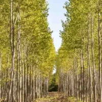 توزیع نهال درخت سیاه کبوده