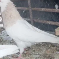 9تا کفتر گلچین 6تا نر ستا ماده دونه ای 600مفت|پرنده|بم, |دیوار