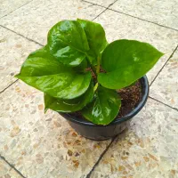 حراجی گل وگیاه صبا یک