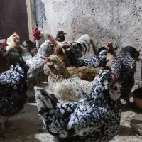 تخم‌مرغ گلین و ریشو|حیوانات مزرعه|شوشتر, |دیوار