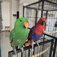 طوطی اکلکتوس کاسکو ارا کاکادو