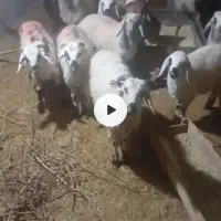 کره نر وبره نر و بره ماده شروع قیمت از 5400به بالا|حیوانات مزرعه|کرمان, |دیوار