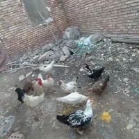 مرغ وخروس