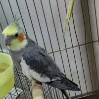 عروس هلندی جفت|پرنده|تهران, بیسیم|دیوار