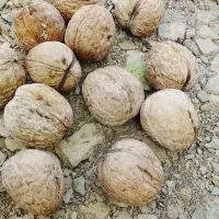 عناب و گردو تازه و باکیفیت