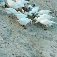 فروش غاز محلی