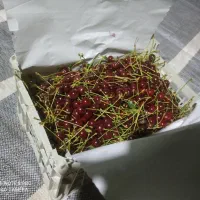 آلبالو درجه یک محلی