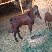 بز نر افغانی|حیوانات مزرعه|خرمشهر, |دیوار