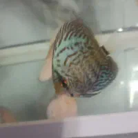 فروش ویژه دیسکس سایز ۳ اینچ|ماهی|بندرعباس, |دیوار