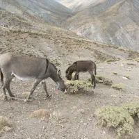 خر و کره خر