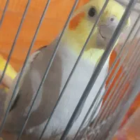 جفت عروس هلندی|پرنده|قم, دروازه چوبی|دیوار